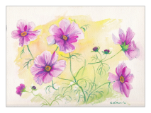 Cosmos AP-_002